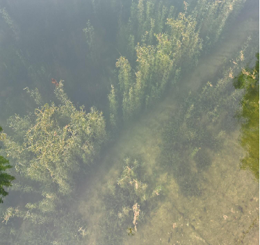 蕭縣趙莊鎮(zhèn)盛屯村坑塘水生態(tài)修復(fù)工程